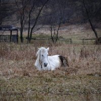 Старая лошадь :: Inga Tokar 