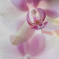Орхидейная акварель :: Ирина Приходько