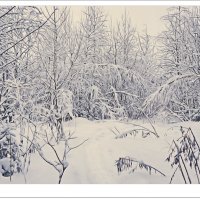 Сказка зимнего леса :: Любовь Чунарёва
