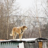 тоска... :: Олег Петрушов