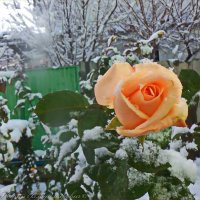 роза в снегу :: Юрий Владимирович