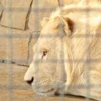 О чем ты думаешь, белый лев?! :: Георгий Калиберда