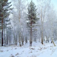 Зима в окресностях Иркутска :: alemigun 