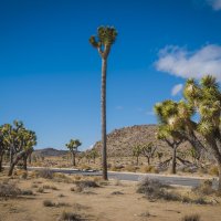 Joshua Tree National Park :: Михаил Аверкиев