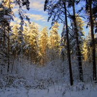 Солнечное утро . :: Мила Бовкун