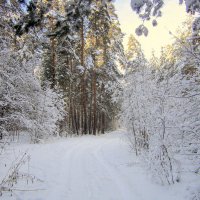 Лес приоделся после снегопада 30 11 2015. :: Мила Бовкун