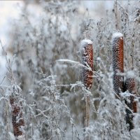 Заиндевели :: Olenka 