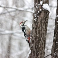 Зимний день :: Ната Волга