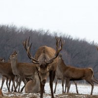 *** :: Андрей Плеханов