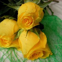 Жёлтые розы. :: nadyasilyuk Вознюк