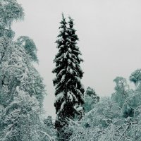 Зима в Малаховке :: Олег Пучков