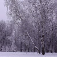 В нашем парке снегопад :: Татьяна Ломтева