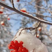 кисть рябины :: Александр Рождественский