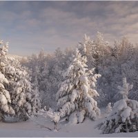 Зимняя сказка :: Владимир Тюменцев