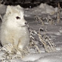 Песец :: Андрей Леднев