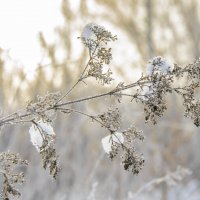 зимняя сказка :: Михаил Шпигельман