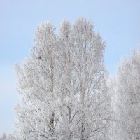 В снежных кружевах. :: nadyasilyuk Вознюк