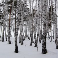 Серия " Зимний берёзовый рай " :: Мила Бовкун