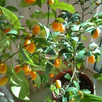 Наш сад.Фортунелла или Кумбат.(Citrus japonica). :: Жанна Викторовна