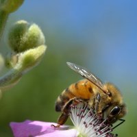 14.05.13 Пчелка и цветение дикой ежевики :: Борис Ржевский