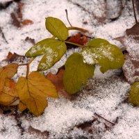 Первый снег :: Виктор Замулин