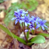 Весенний привет :: Алёна Жила