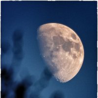 Луна. :: Лариса Кояшова