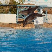 Черноморские дельфины в Египте :: Денис Root