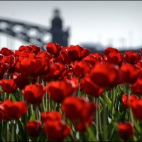 Тюльпаны атакуют! :: Алексей Астафьев