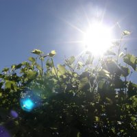 Солнце и дикий виноград :: Настя 