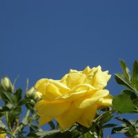 Чайная роза :: Настя 