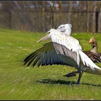 Пеликаний вальс :: Евгений Жиляев