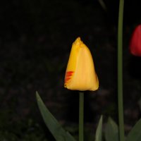 тюльпаны ночью :: Анютка А
