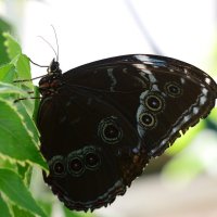 Climbing Butterfly :: Дмитрий Каминский