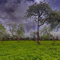 перед грозой.яблоневый сад коломенское :: юрий макаров