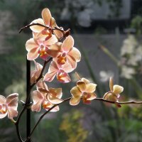 Орхидея :: iriska-kuz 
