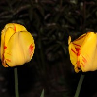 желто-красные тюльпаны :: Анютка А