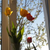 весна в доме :: Гузель Асянова
