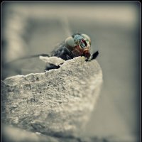 Просто муха :: Евгений Жиляев