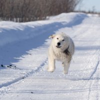 Лечуууу :: Андрей Паршаков