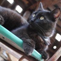 черный кот :: Анютка А