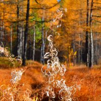 Лес. Осень. :: John_Garrett 