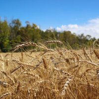 Пшеница :: Alla 