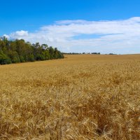 Пшеничное фото :: Alla 