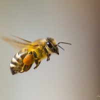 Пчела с нектаром :: Игорь Чиканенко