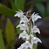 Орхидея :: Вера Карпычева
