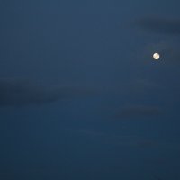 Вечерняя луна :: Наталия Носова