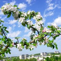 Яблони в цвету :: Orest Zherebetskiy