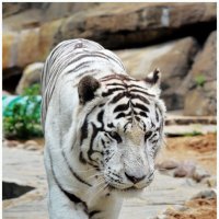 Белый тигр :: Владислав Кравцов