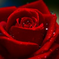 Rose and water drops :: Дмитрий Каминский